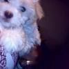 yeti